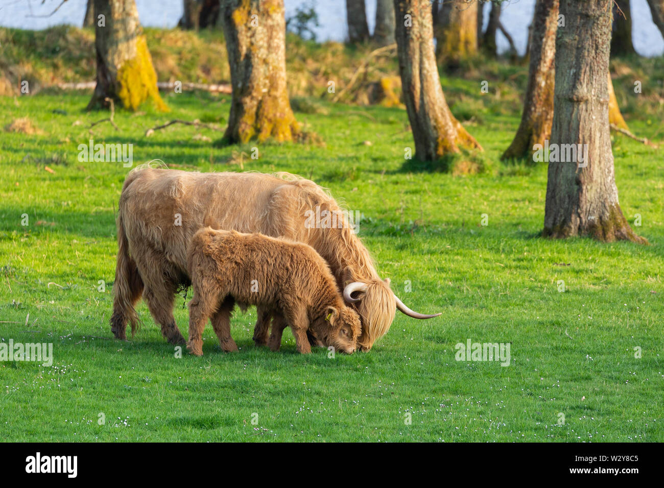 Highland cow and calf grazing with tree trunks in background, Highland Region, Scotland Stock Photo