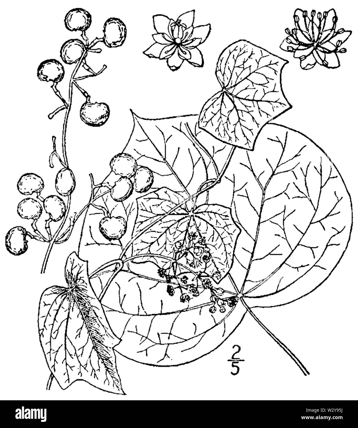 Menispermum canadense BB-1913 Stock Photo