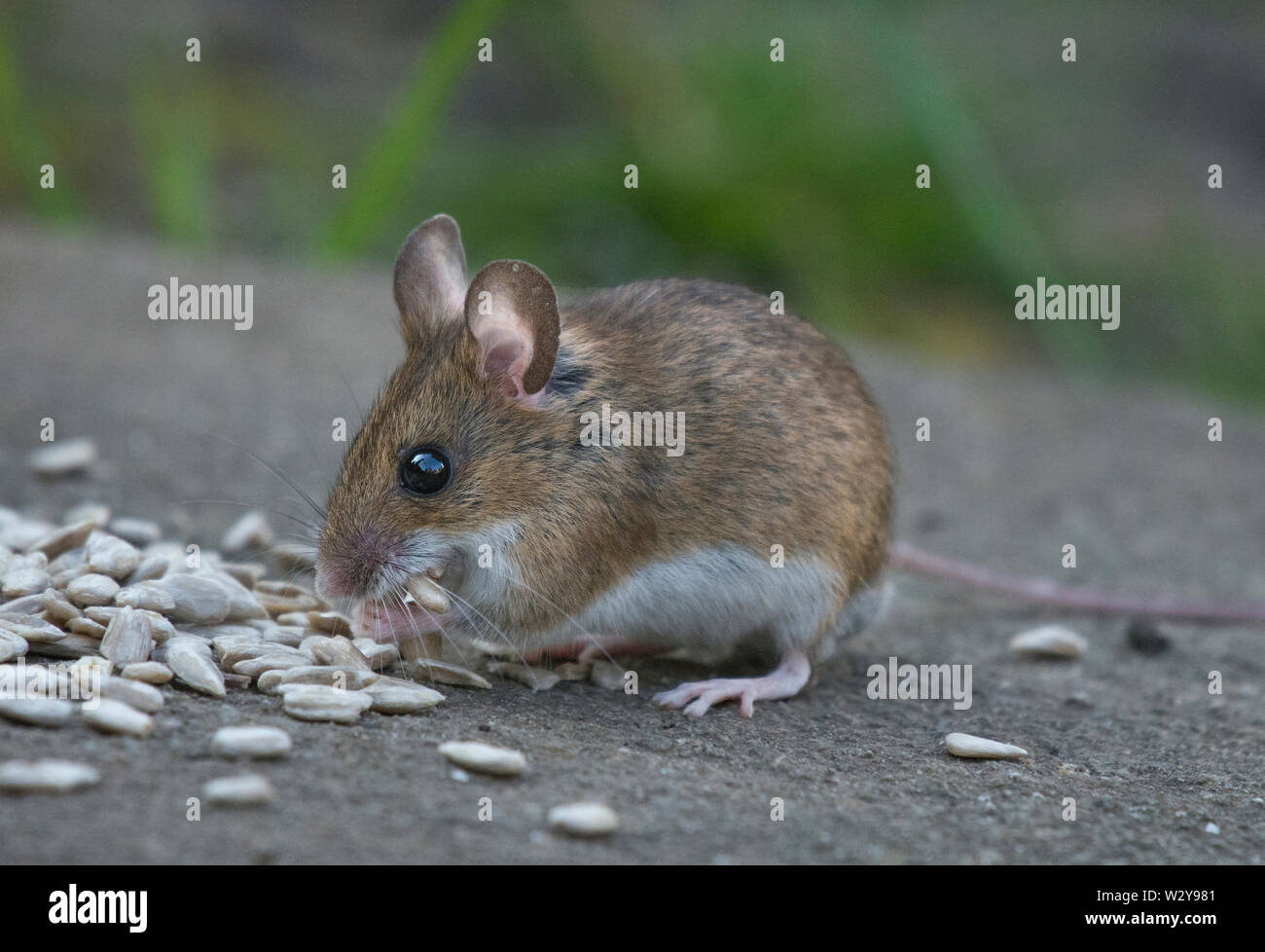 Wood Mouse, Apodemus sylvaticus, eating seeds, Lancashire, UK Stock Photo