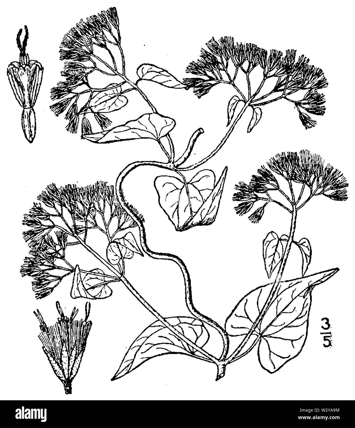 Botanical illustration of Mikania scandens from 1913. Stock Photo