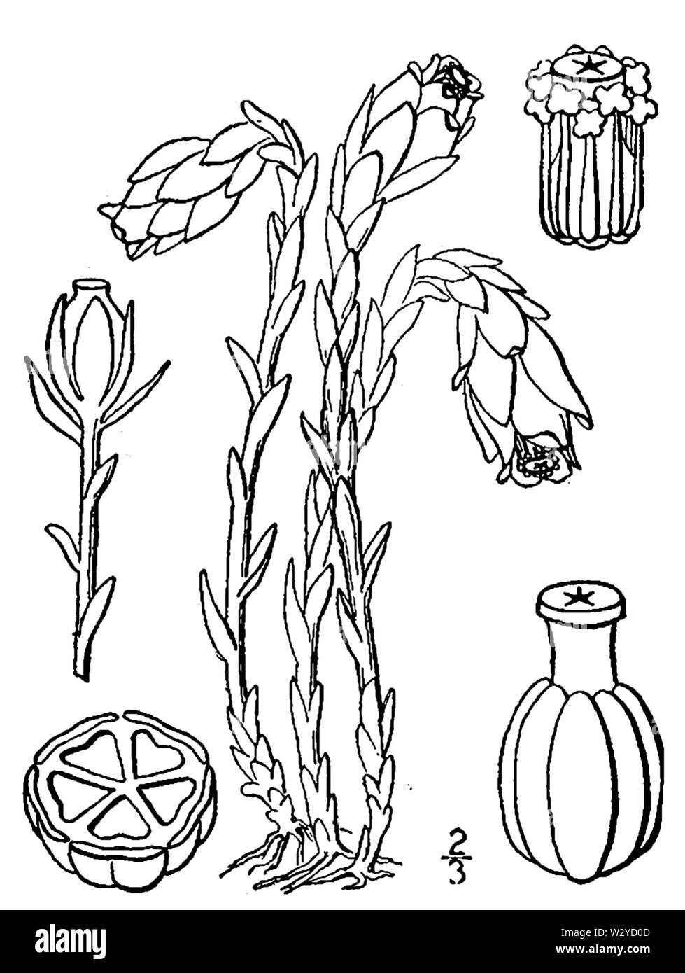 Botanical illustration of Monotropa uniflora from 1913. Stock Photo