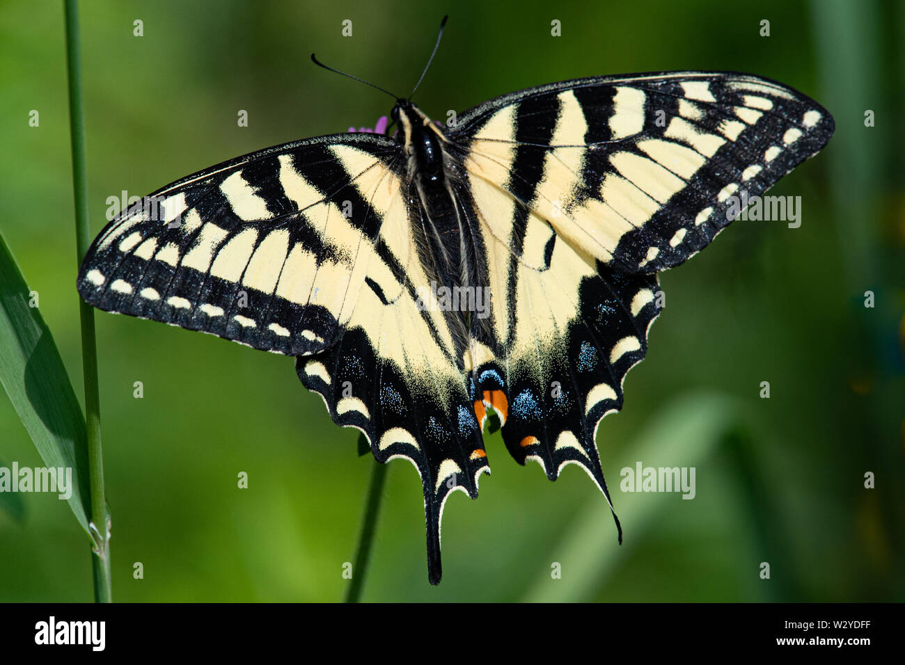 An Eastern Tiger Swallowtail butterfly in a garden in Speculator, NY USA Stock Photo