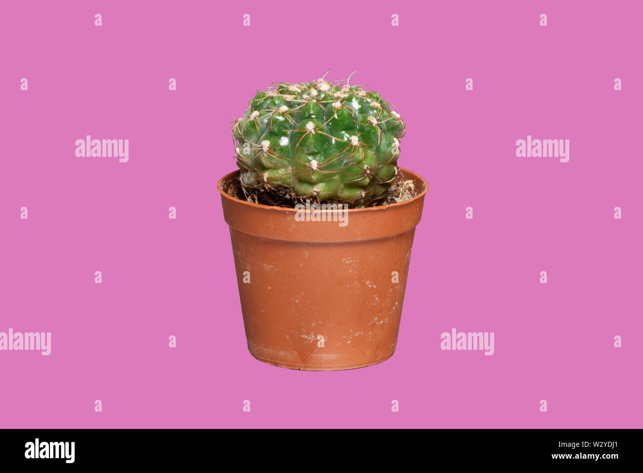 Pop Cactus with Colorful Background Stock Photo