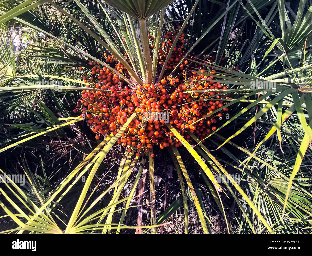 Tropical palm tree with orange fruits Stock Photo Alamy