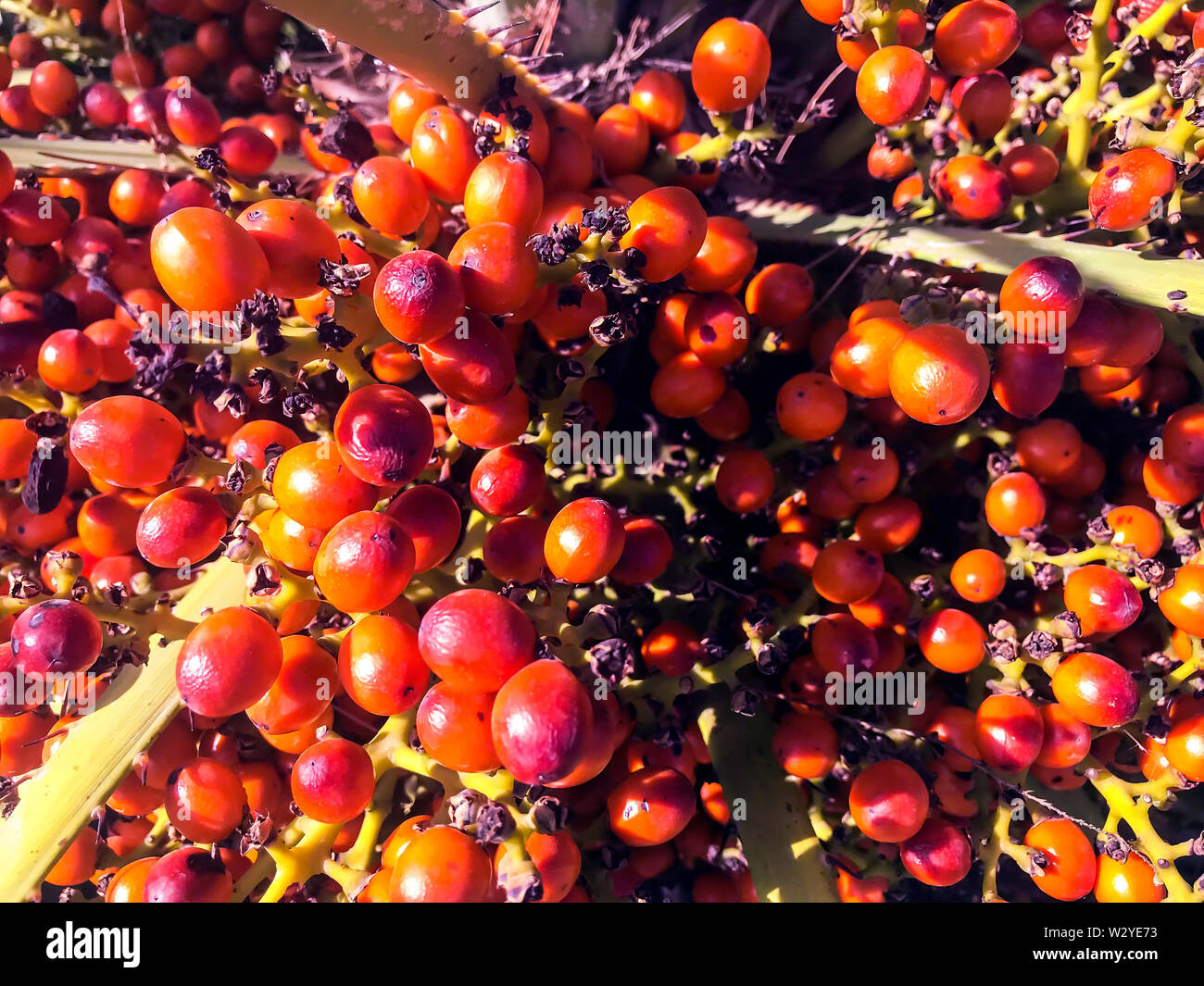 Tropical palm tree with orange fruits Stock Photo Alamy