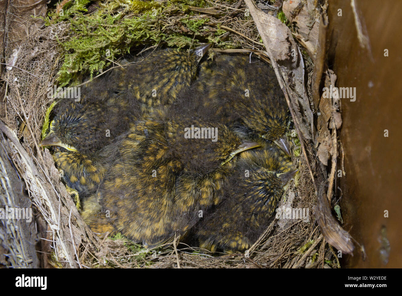 European Robins, youngs in nest, Lower Saxony, Germany Stock Photo