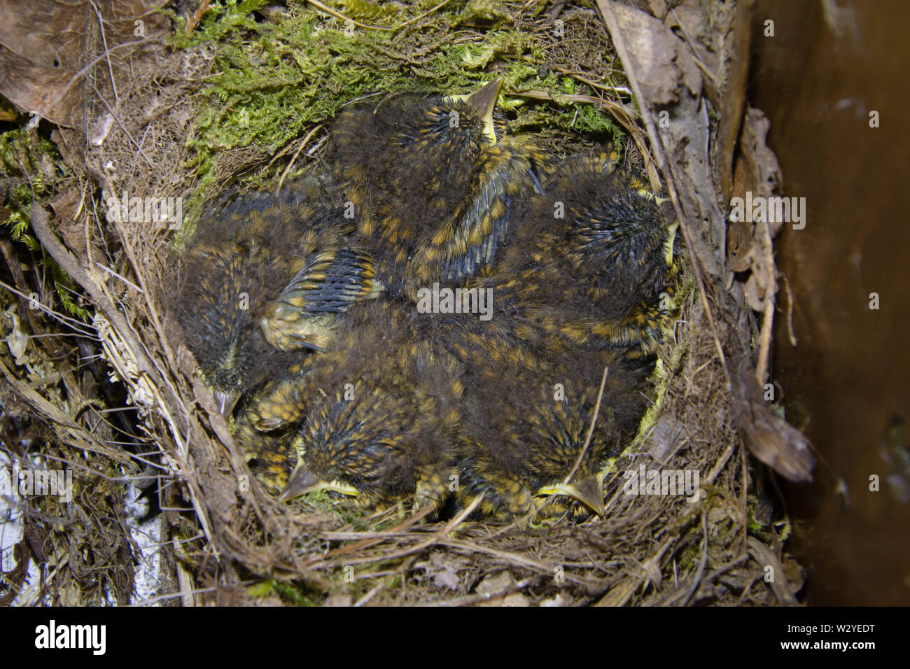 European Robins, youngs in nest, Lower Saxony, Germany Stock Photo