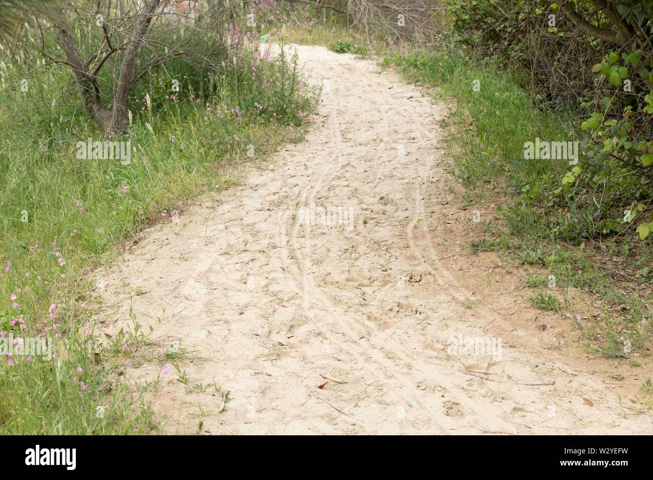 Walking in The Sand Stock Photo Alamy
