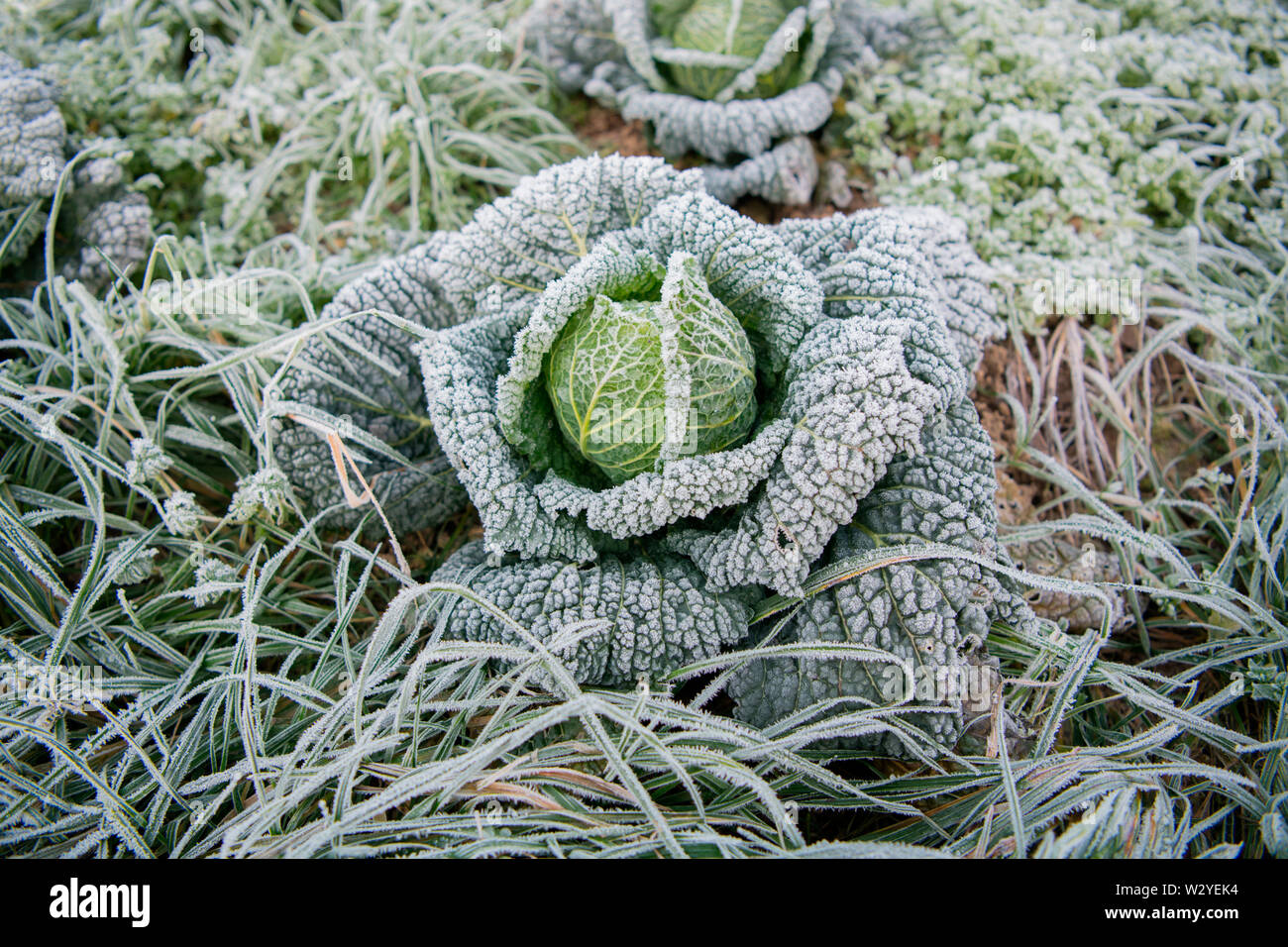 Savoy cabbage, organic farming, Velbert, North Rhine-Westphalia, Germany, Europe, (Brassica oleracea convar. capitata var. sabauda) Stock Photo