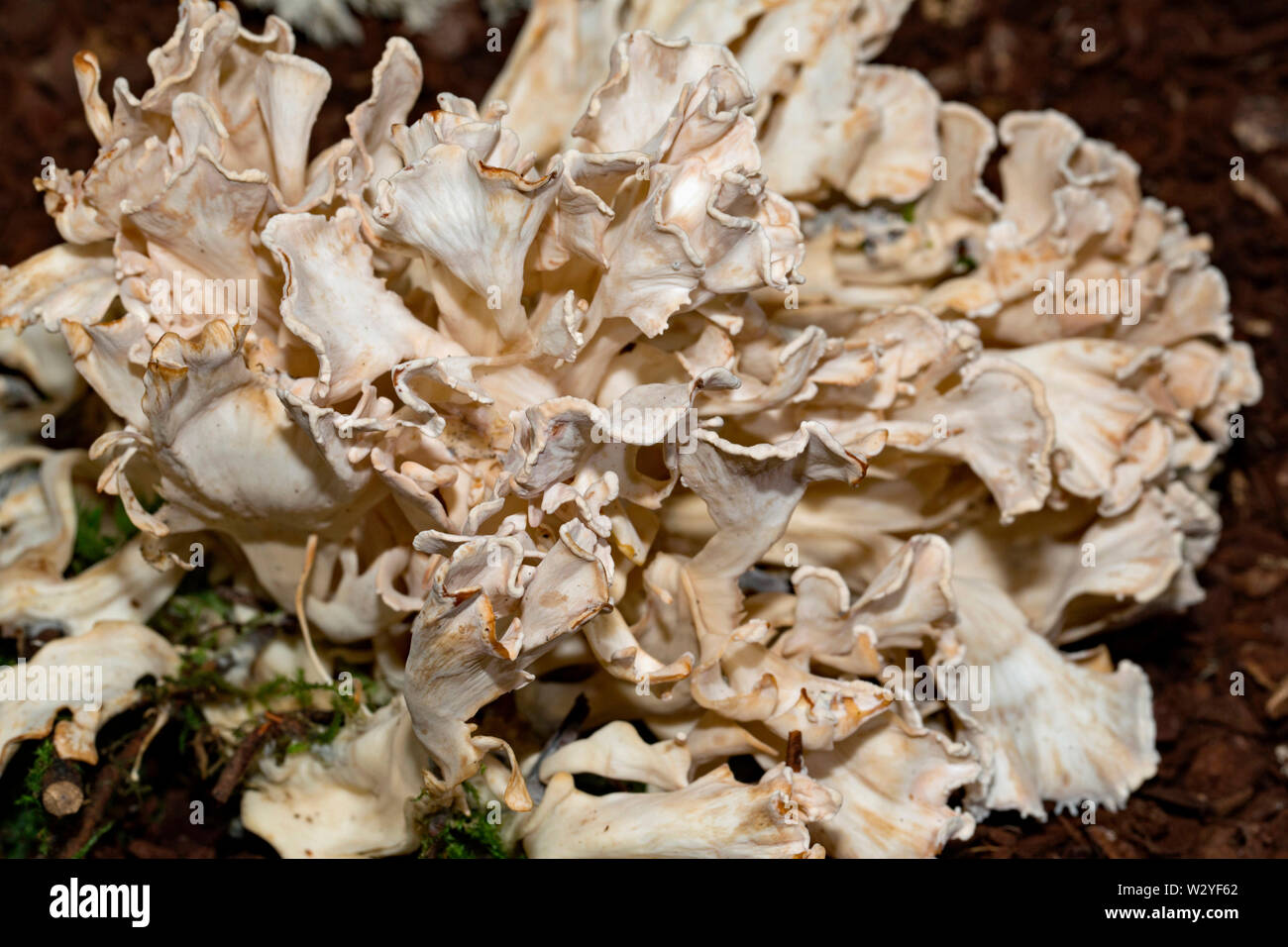 Cauliflower Mushroom, (Sparassis brevipes) Stock Photo