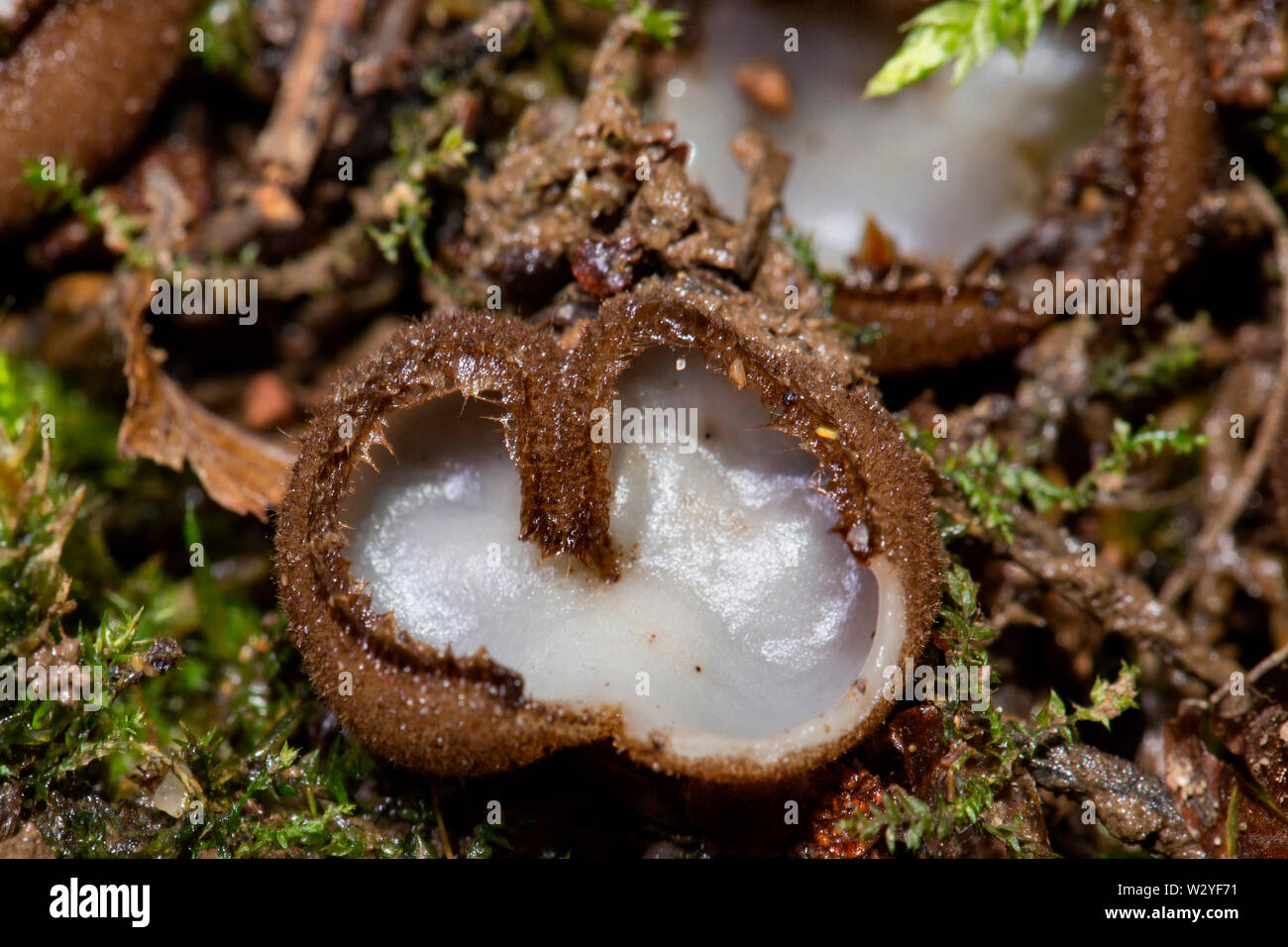 hairy fairy cup, brown-haired fairy cup, (Humaria hemisphaerica) Stock Photo