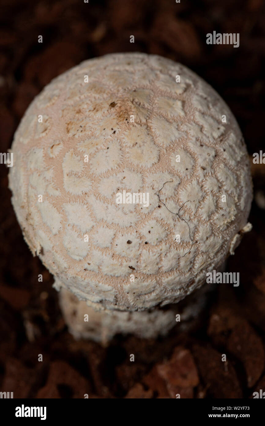 Flaky Puffball, (Lycoperdon mammiforme) Stock Photo