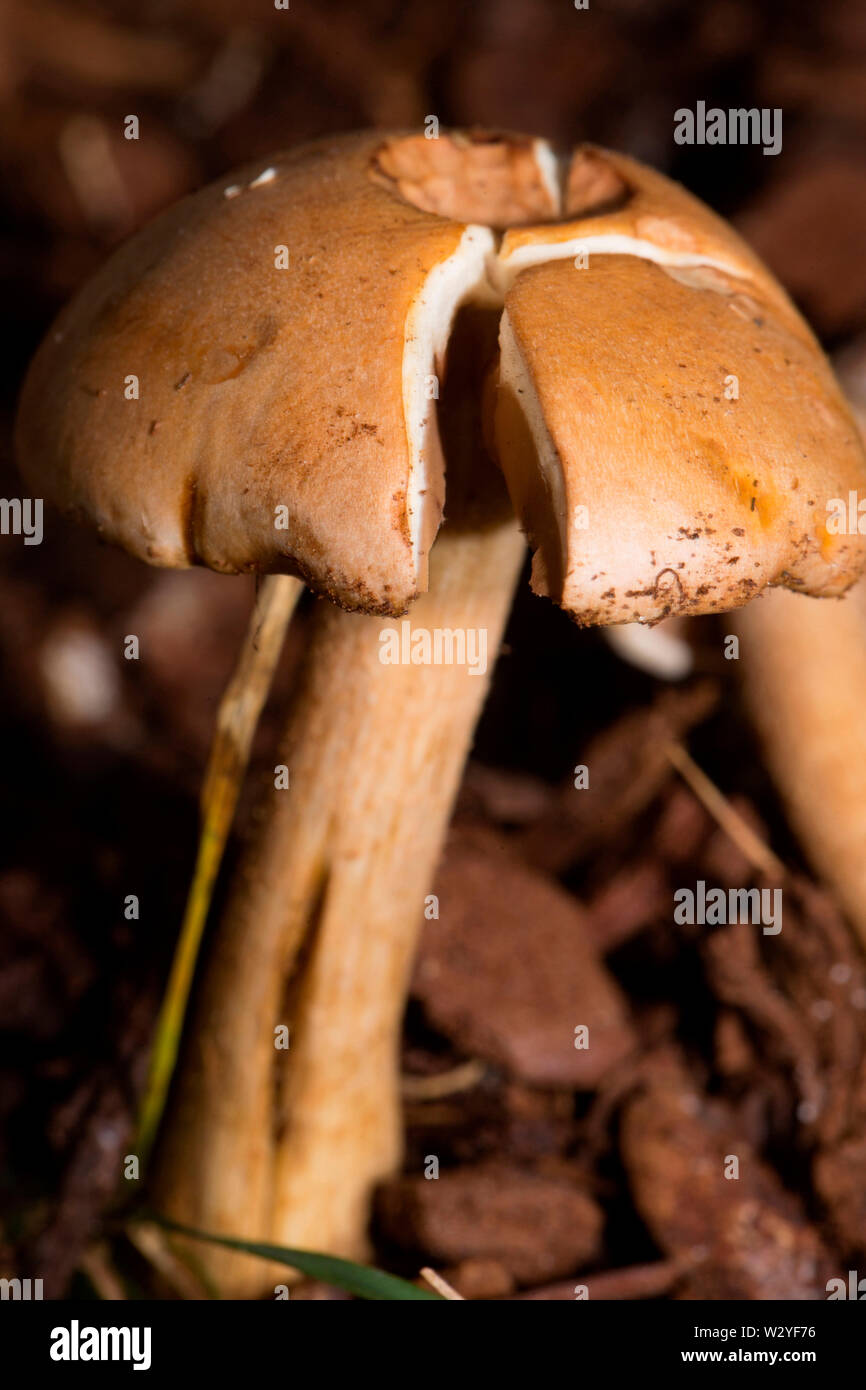 Hebeloma mushroom, (Hebeloma circinans) Stock Photo
