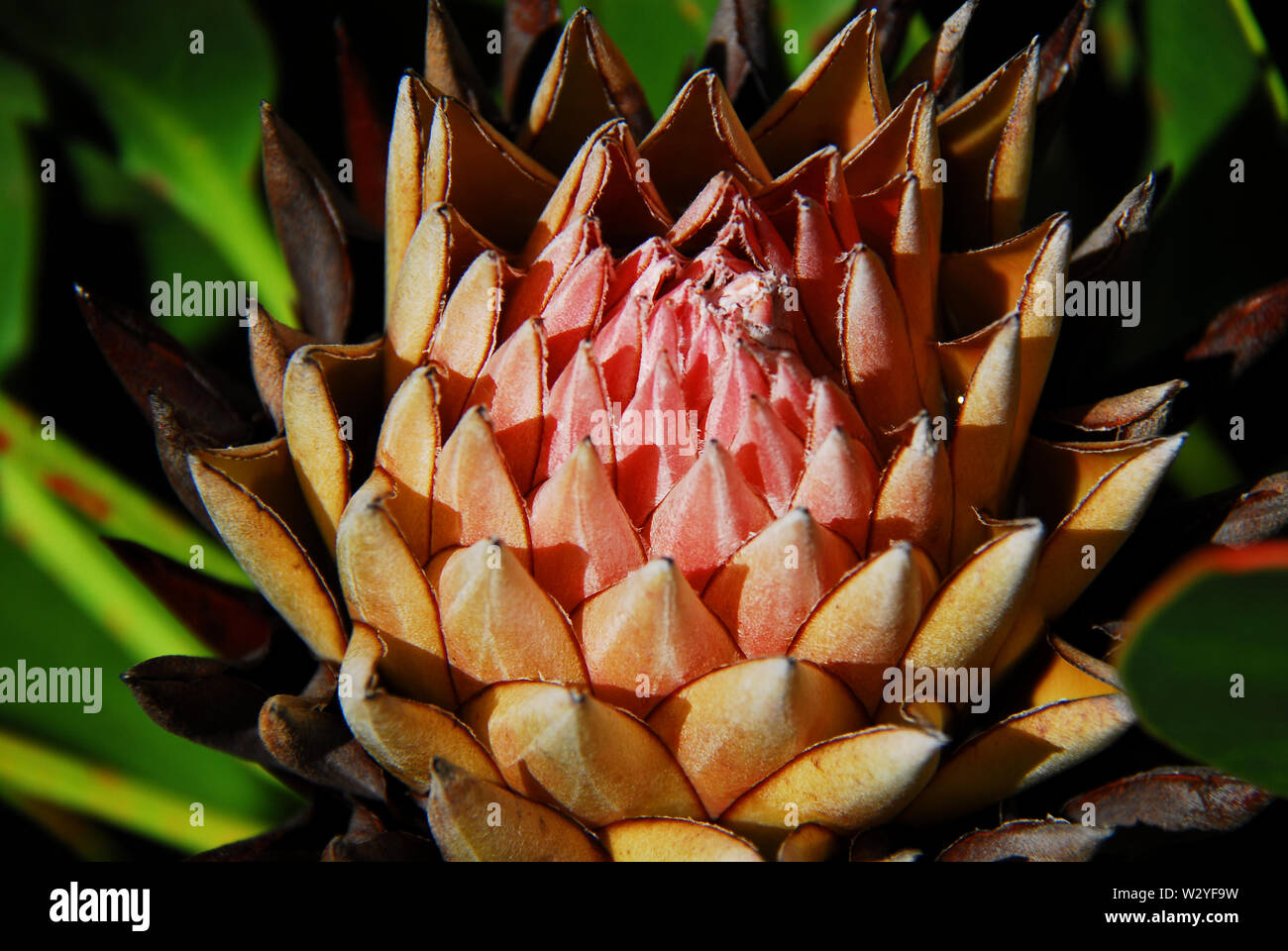 Close up of the bloom of a King Protea in the Harold Porter National Botanical Gardens of South Africa. Stock Photo