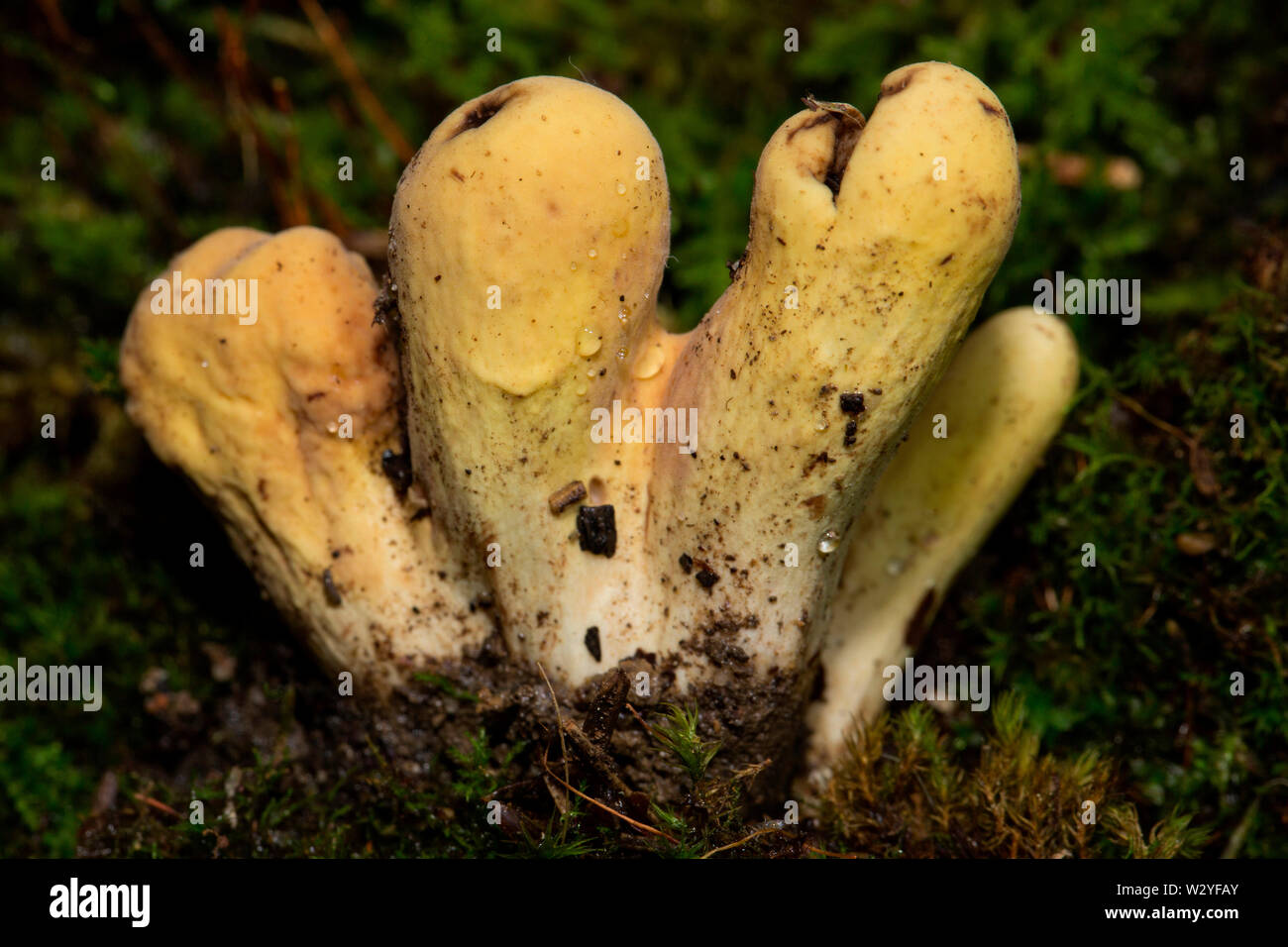 fungus-trichoderma-alutaceum-stock-photo-alamy