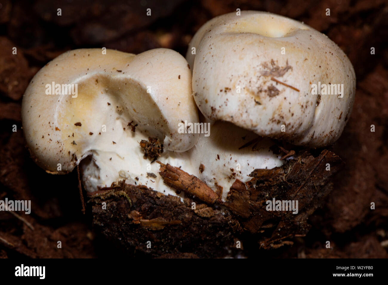 Webcap mushroom, (Cortinarius barbatus) Stock Photo