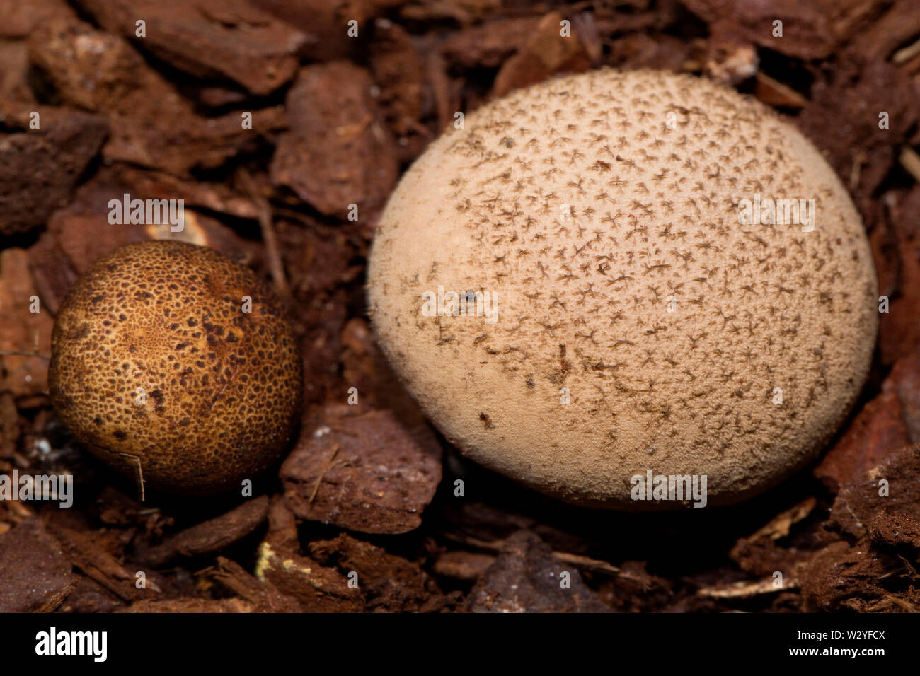 Dusky Puffball, (Lycoperdon foetidum) Stock Photo