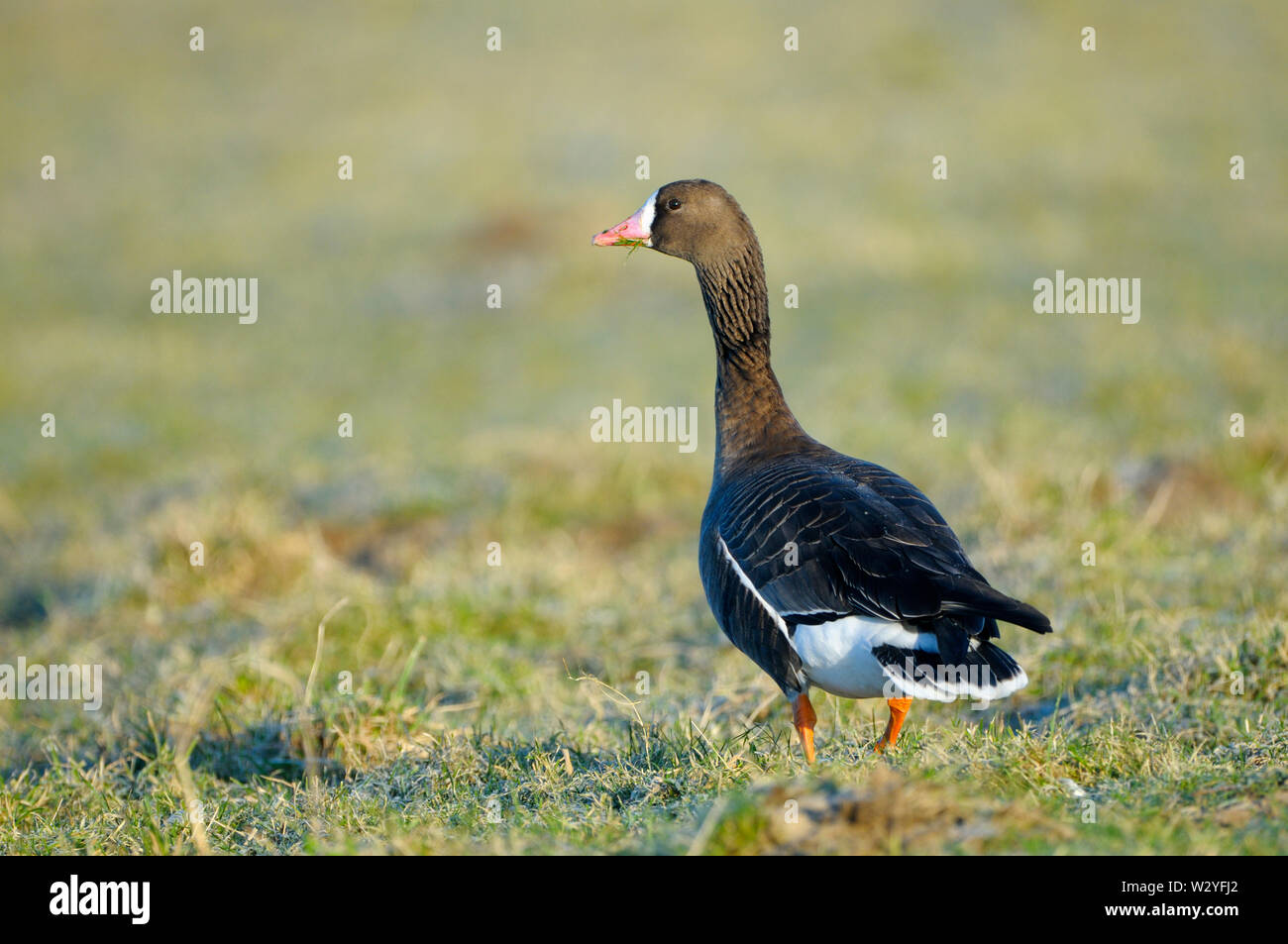 White-fronted goose, in winter, january, North Rhine-Westphalia, Germany, (Anser albifrons) Stock Photo