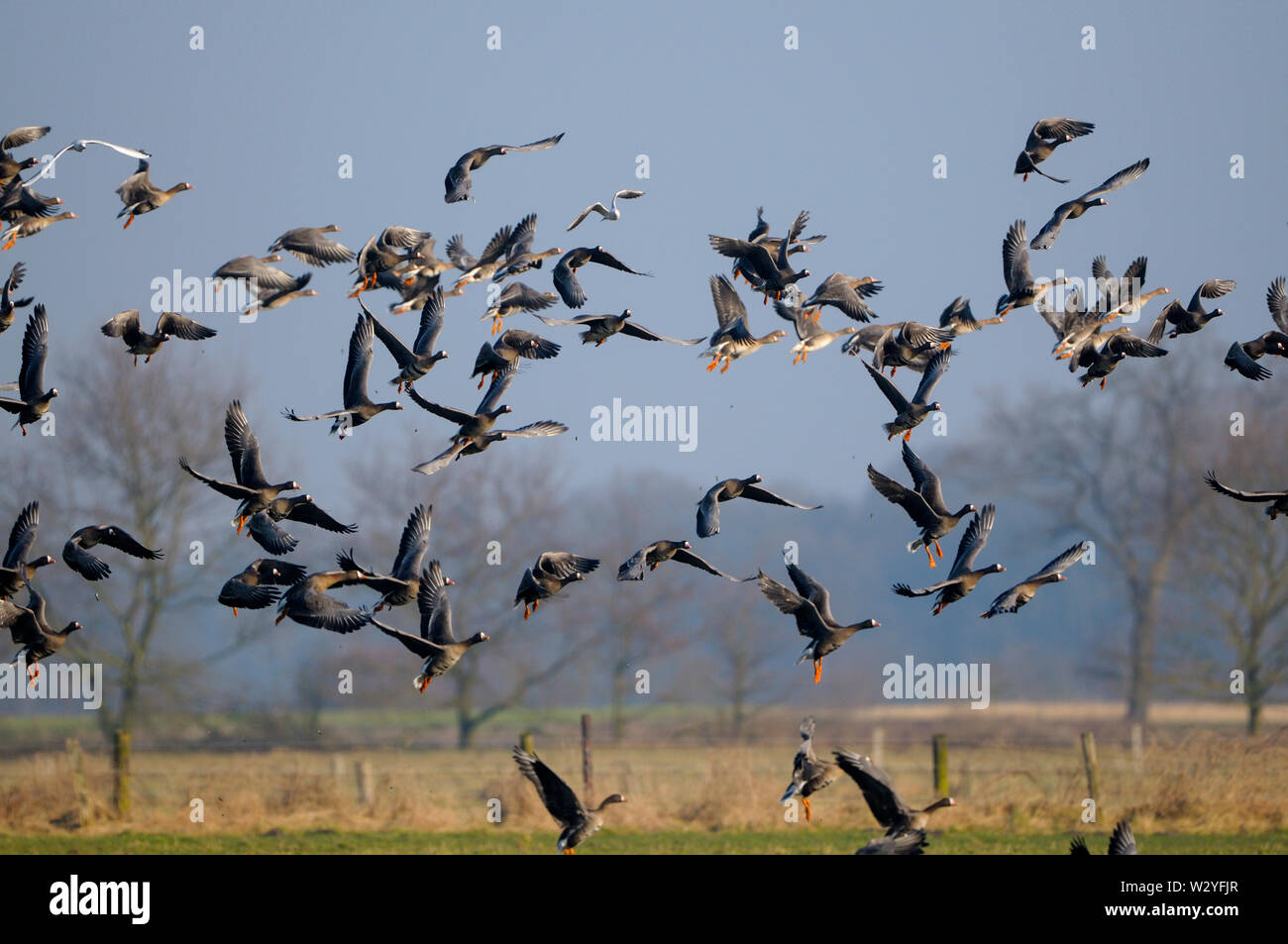 White-fronted goose, in flight, february, Dingdener Heide, North Rhine-Westphalia, Germany, (Anser albifrons) Stock Photo