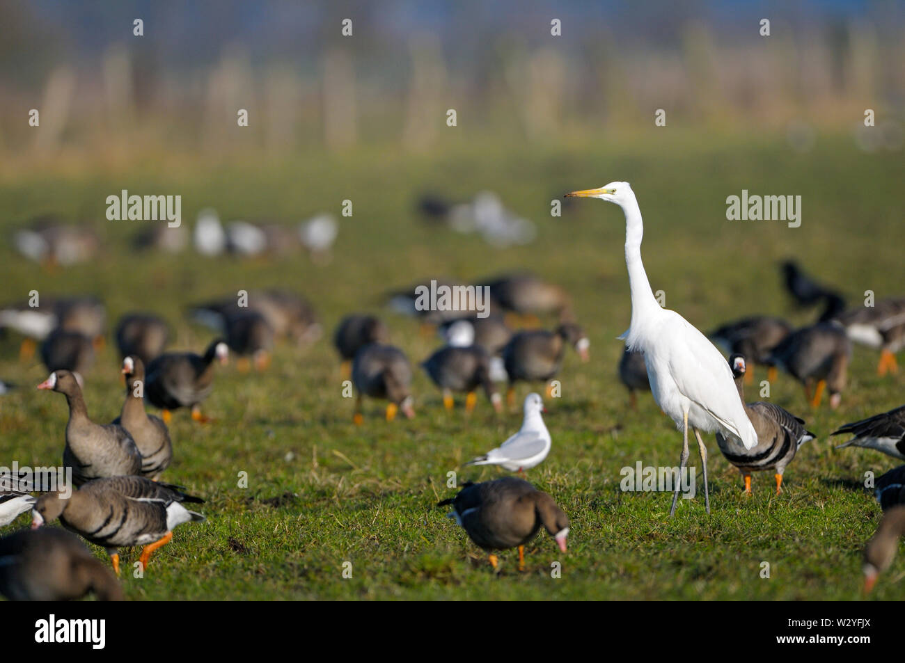 White-fronted goose and Great egret, february, Dingdener Heide, North Rhine-Westphalia, Germany, (Anser albifrons), (Casmerodius alba) Stock Photo