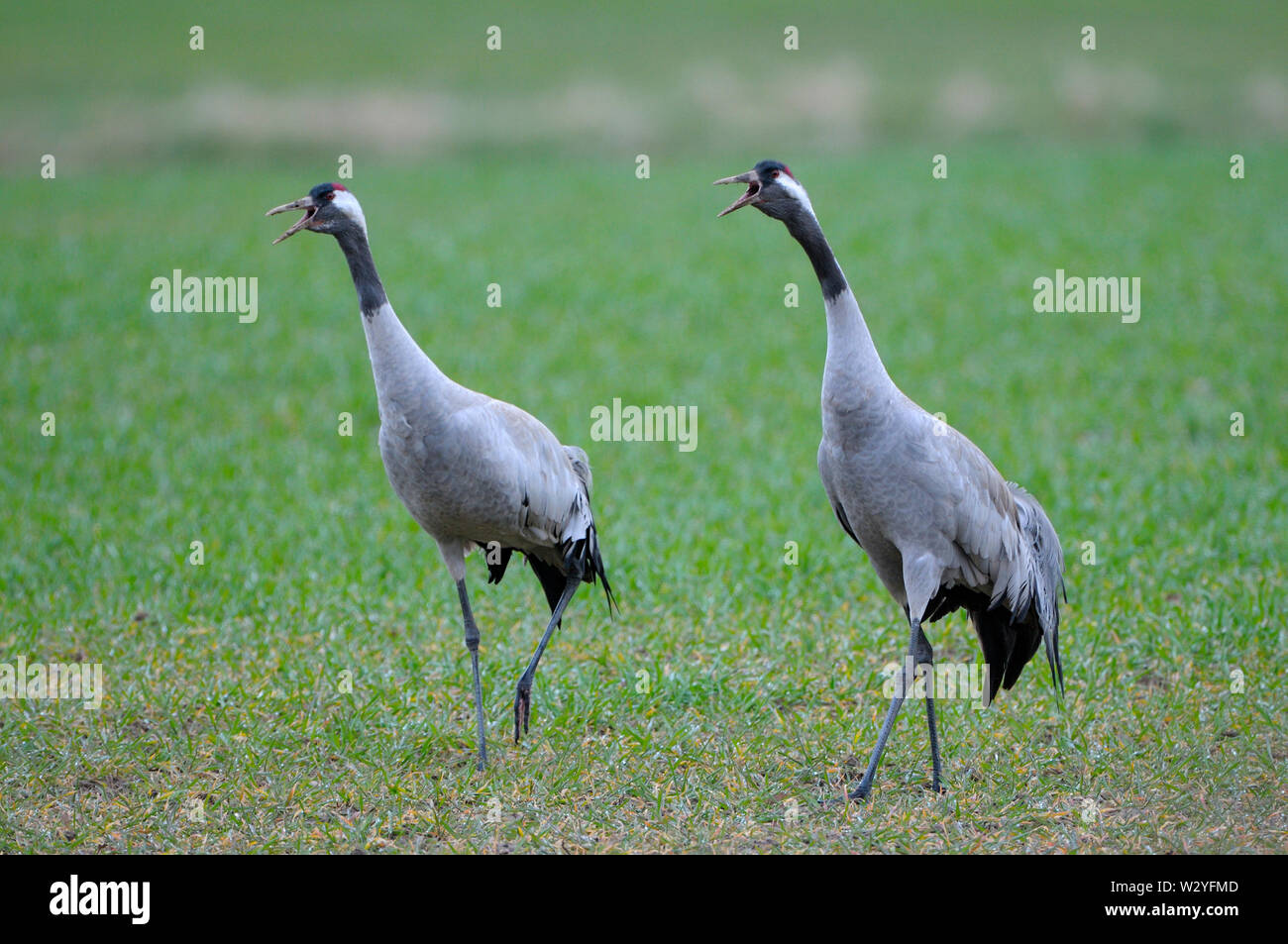 Common crane, couple, april, Gross Quassow, Mecklenburg-Vorpommern, Germany, (Grus grus) Stock Photo