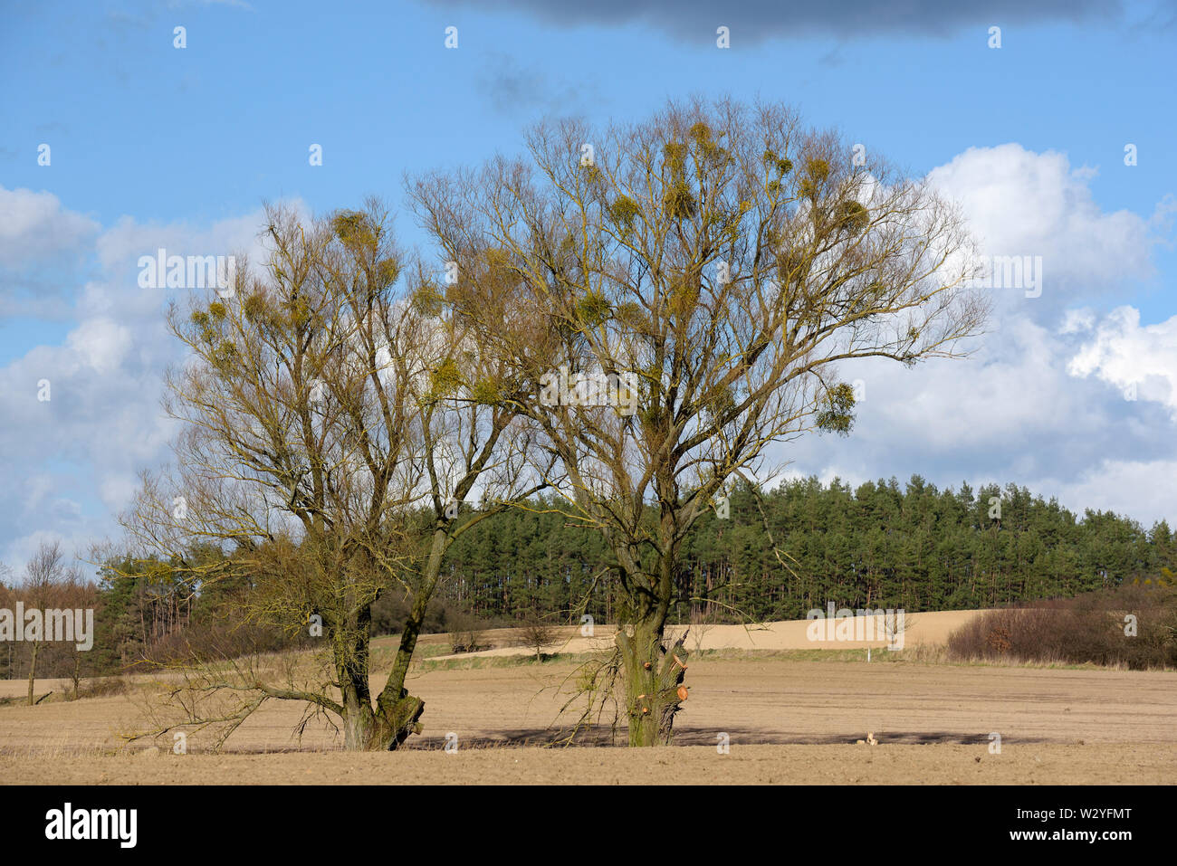 Common mistletoe, april, Gross Quassow, Mecklenburg-Vorpommern, Germany, (Viscum album) Stock Photo