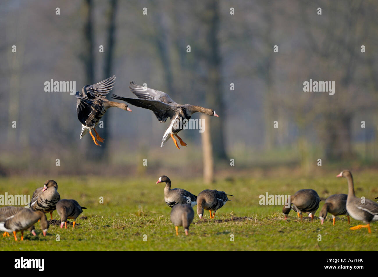 White-fronted goose, couple in flight, february, Dingdener Heide, North Rhine-Westphalia, Germany, (Anser albifrons) Stock Photo