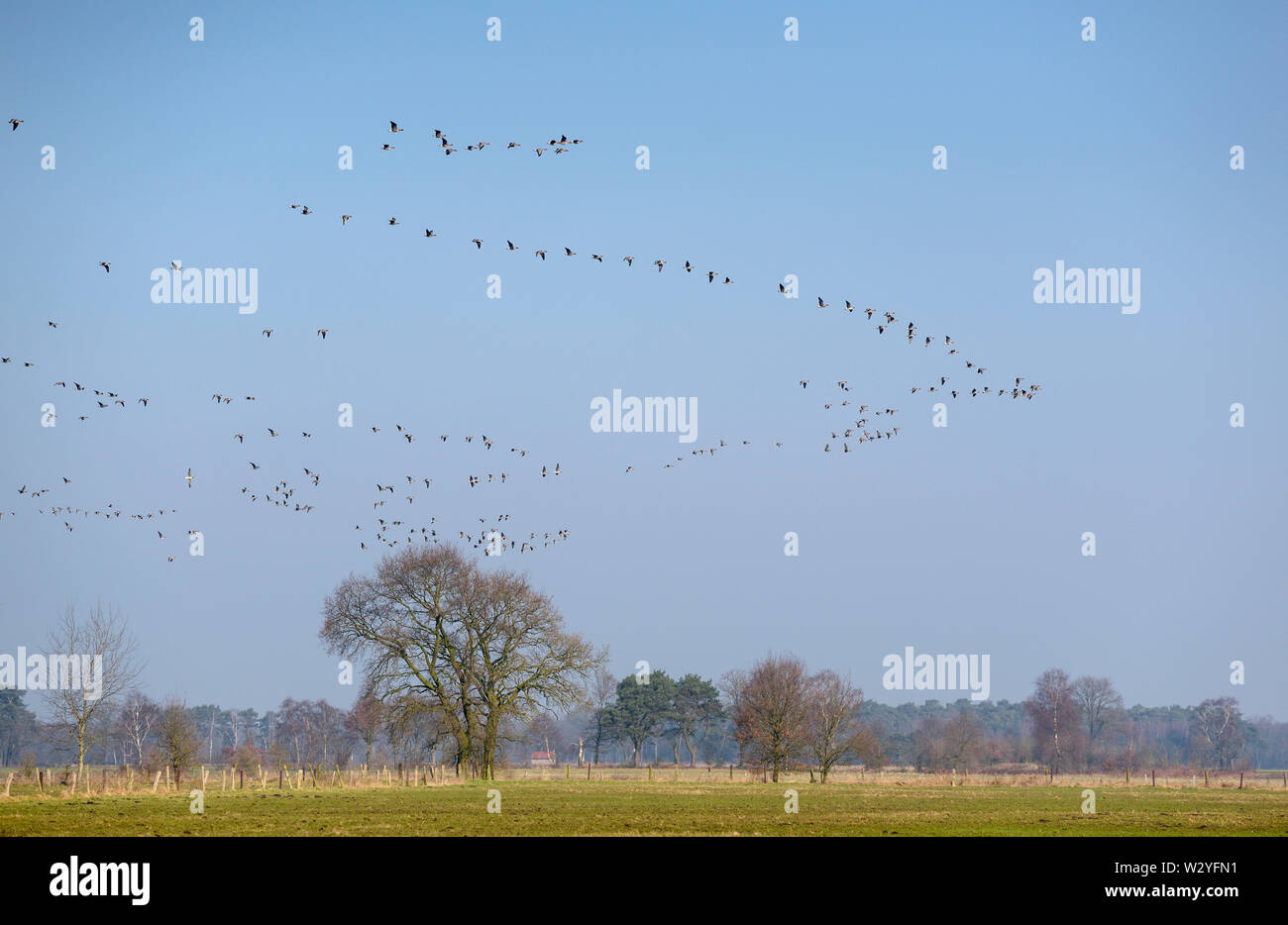 White-fronted goose, february, Dingdener Heide, North Rhine-Westphalia, Germany, (Anser albifrons) Stock Photo