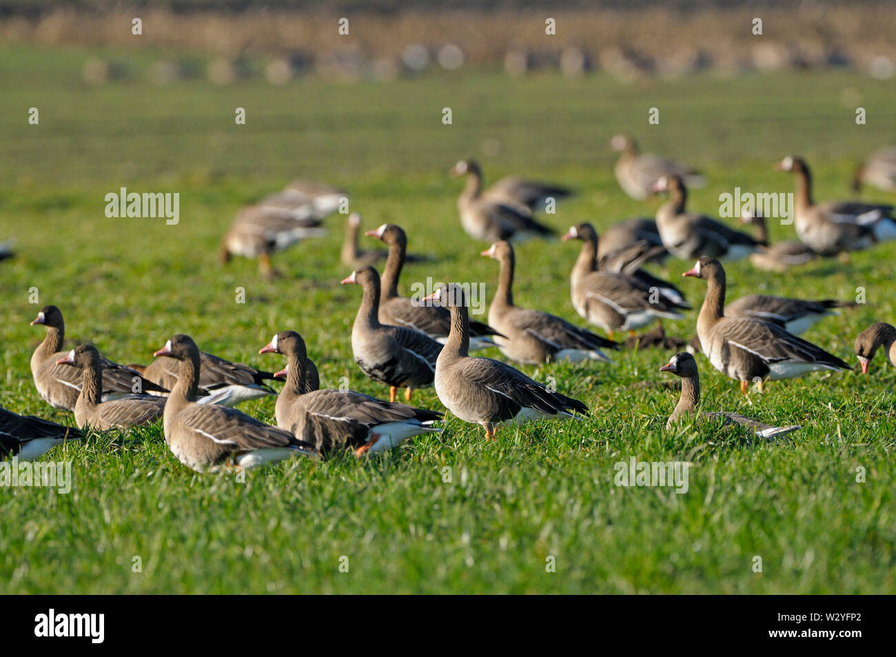 White-fronted goose, march, Dingdener Heide, North Rhine-Westphalia, Germany, (Anser albifrons) Stock Photo