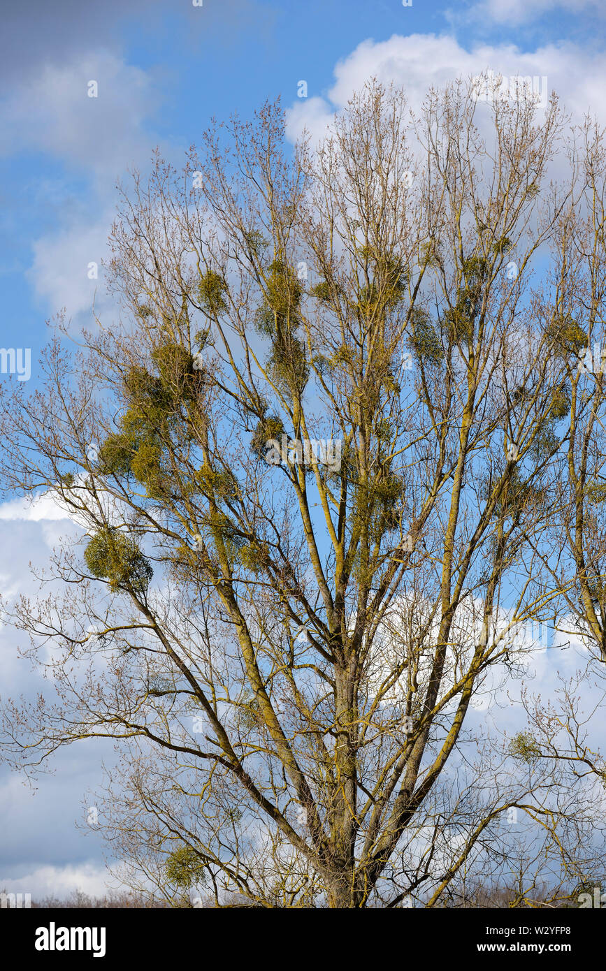 Common mistletoe, april, Gross Quassow, Mecklenburg-Vorpommern, Germany, (Viscum album) Stock Photo