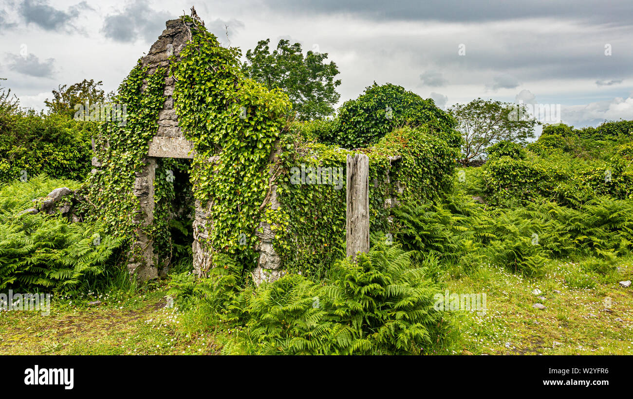 Medieval Spring House Ruined medieval house covered with plants in the middle of the meadow ...