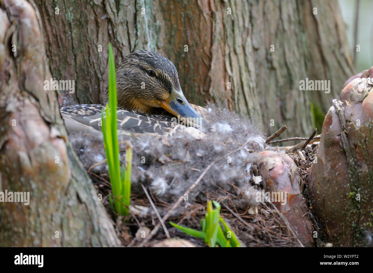 Mallard, female, nest, Bochum, North Rhine-Westphalia, Germany, (Anas platyrhynchos) Stock Photo