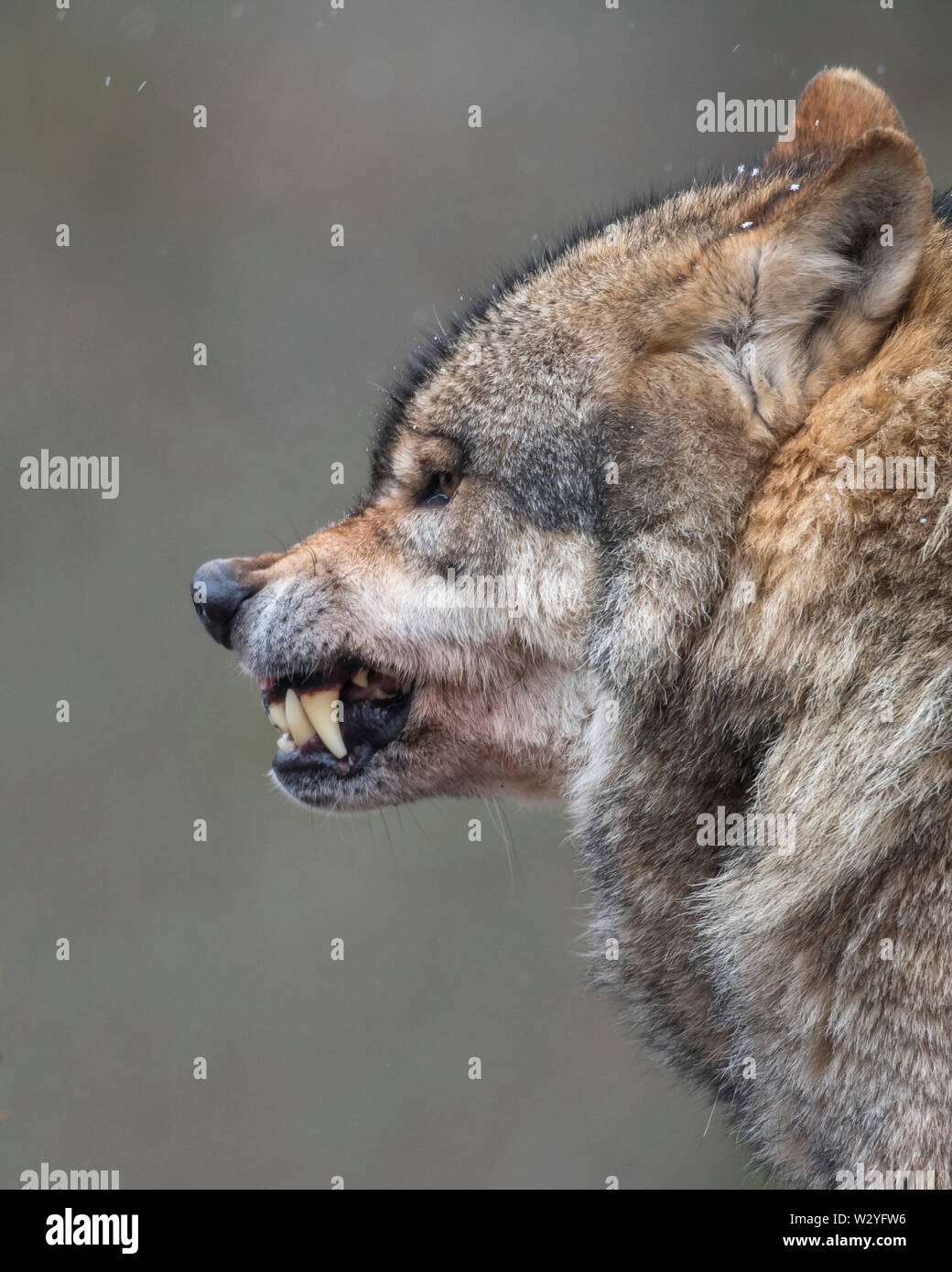 Wolf, Canis lupus Stock Photo