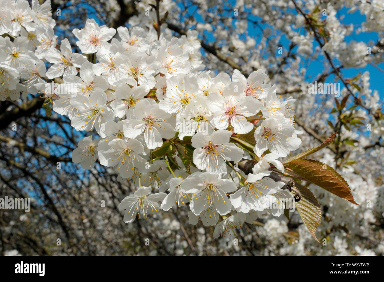 Sweet cherry, blossoms, april, Oberhausen, Ruhr Area, North Rhine-Westphalia, Germany, (Prunus avium) Stock Photo