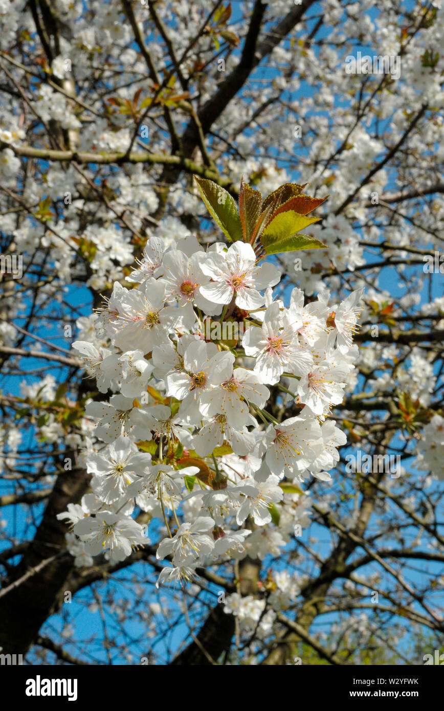 Sweet cherry, blossoms, april, Oberhausen, Ruhr Area, North Rhine-Westphalia, Germany, (Prunus avium) Stock Photo