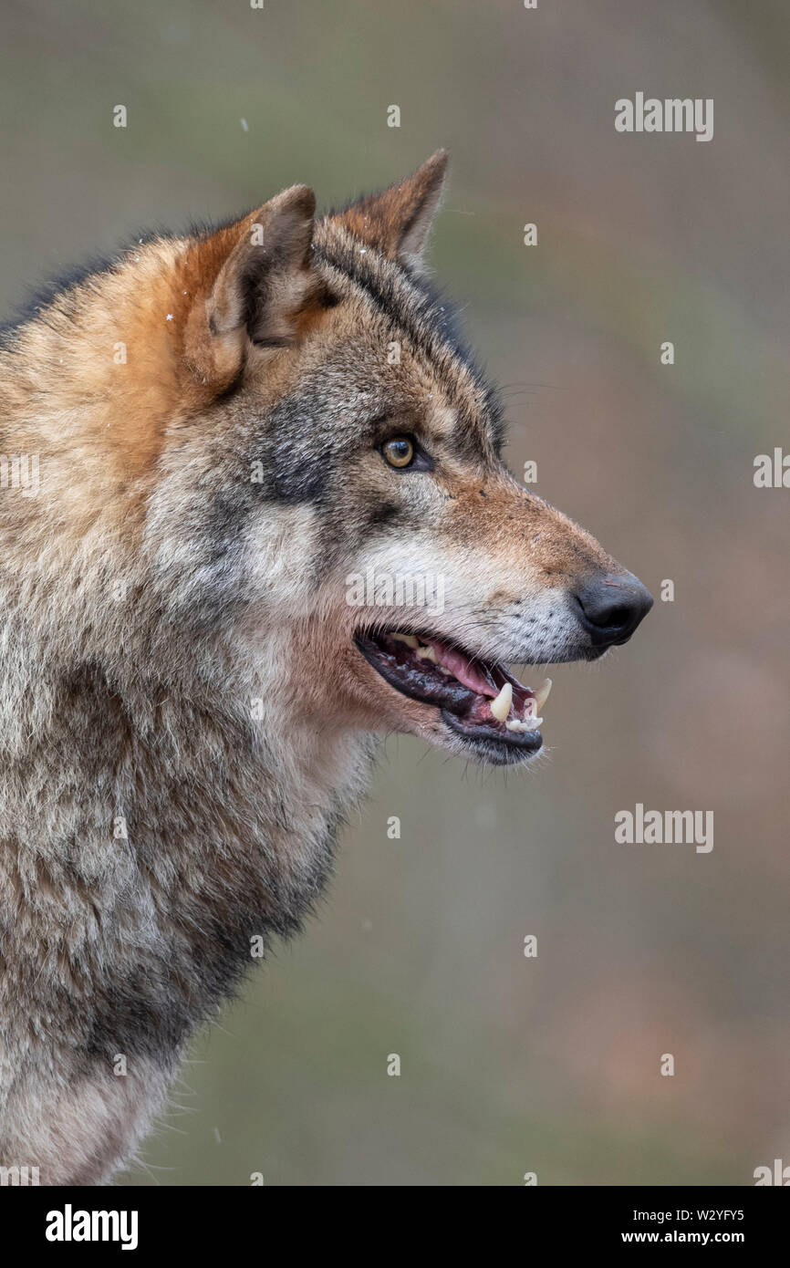 Wolf, Canis lupus Stock Photo