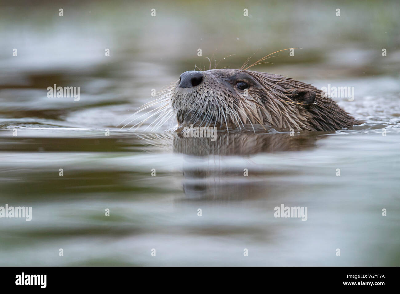 European Otter, Lower Saxony, Germany, Lutra lutra Stock Photo