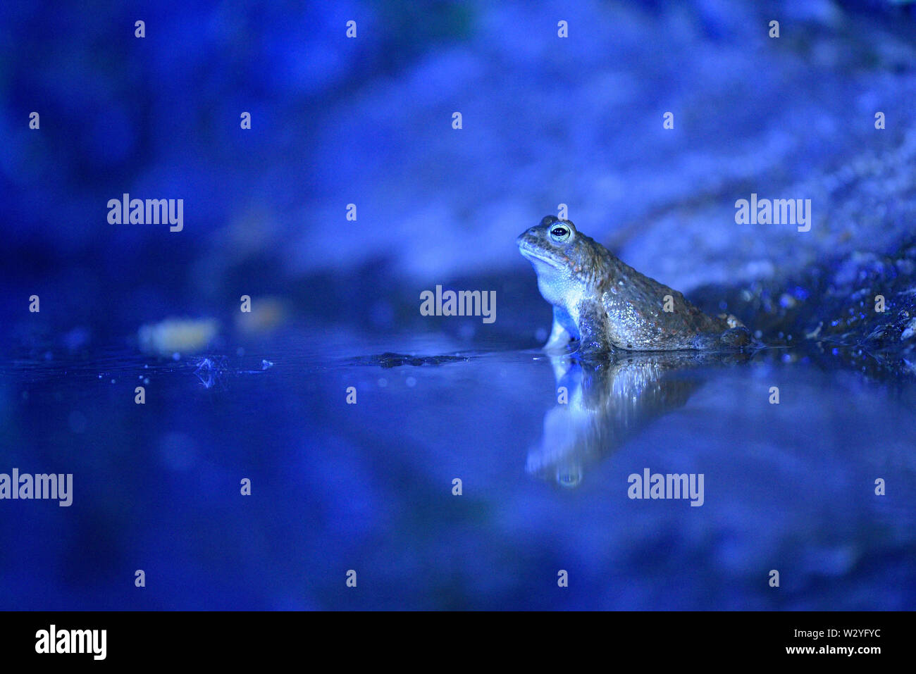 Natterjack toad, male, may, Duisburg, Ruhr Area, North Rhine-Westphalia, Germany,  (Epidalea calamita) Stock Photo