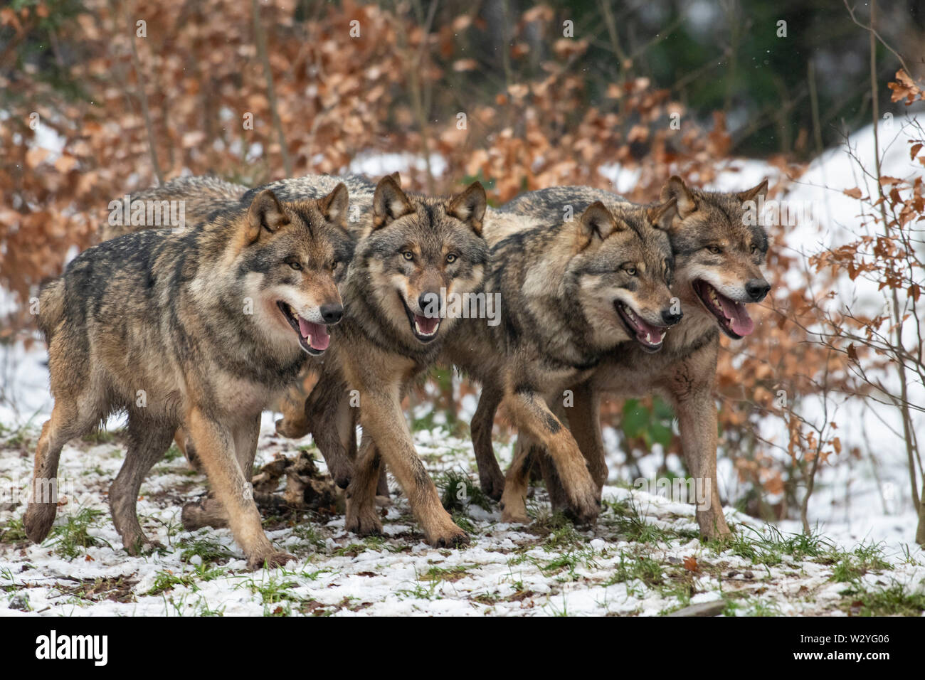 Wolves, Canis lupus Stock Photo