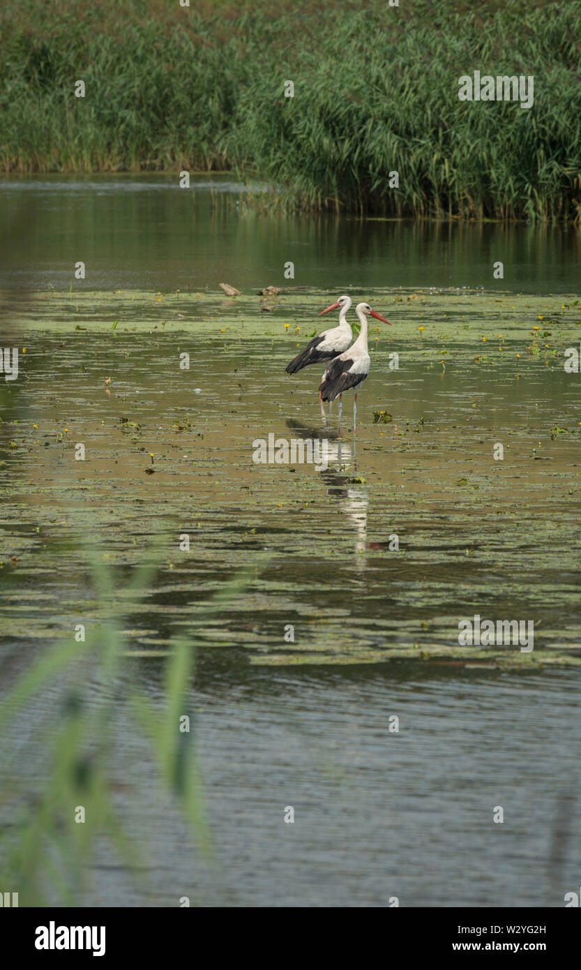 white stork, river woernitz, central-franconia, hesselberg region, bavaria, germany, (Ciconia ciconia), Wörnitz Stock Photo