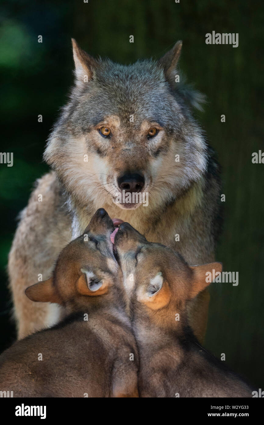 Wolf with cubs, Canis lupus Stock Photo