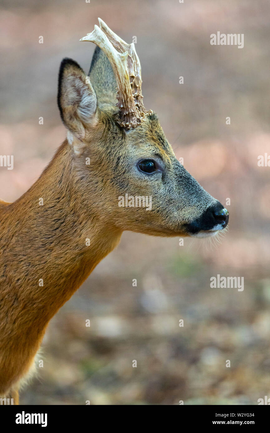 Roe Deer buck, Lower Saxony, Germany, Capreolus capreolus Stock Photo