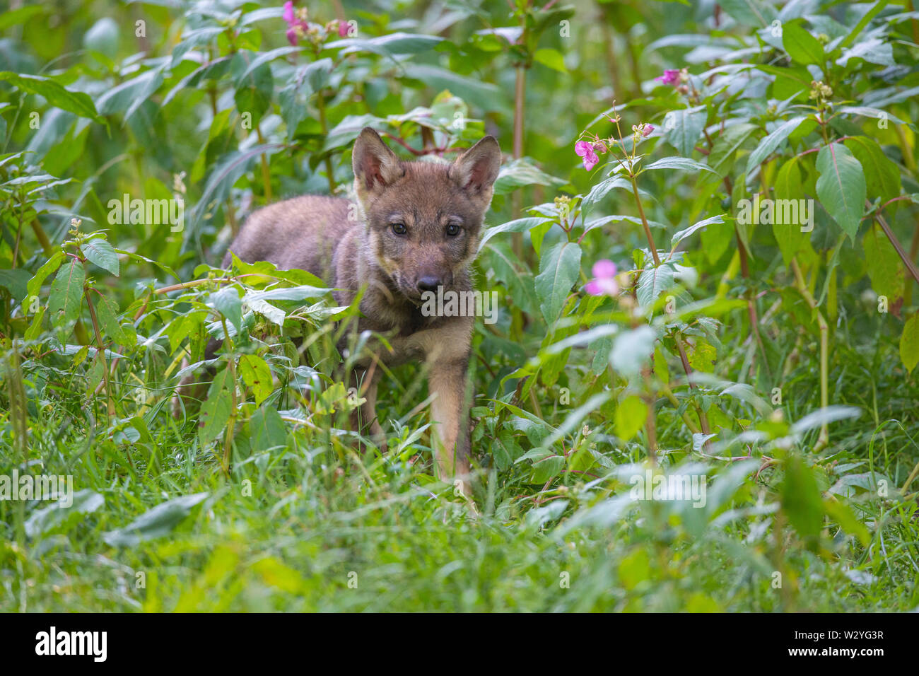 Wolf cub, Canis lupus Stock Photo
