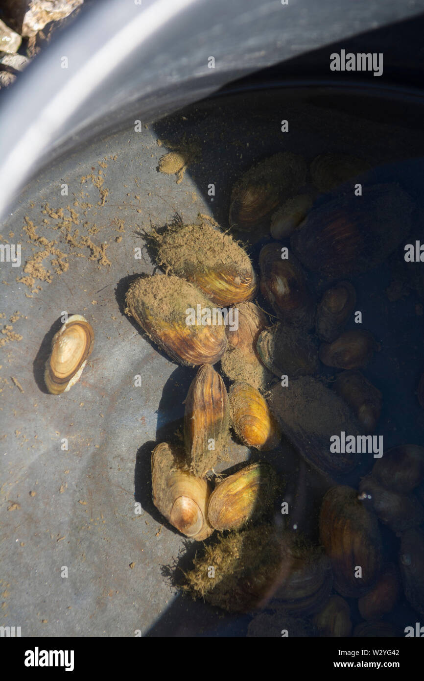 common river mussel, jagst valley, hohenlohe, heilbronn-franconia, baden-wuerttemberg, germany, (unio crassus) Stock Photo