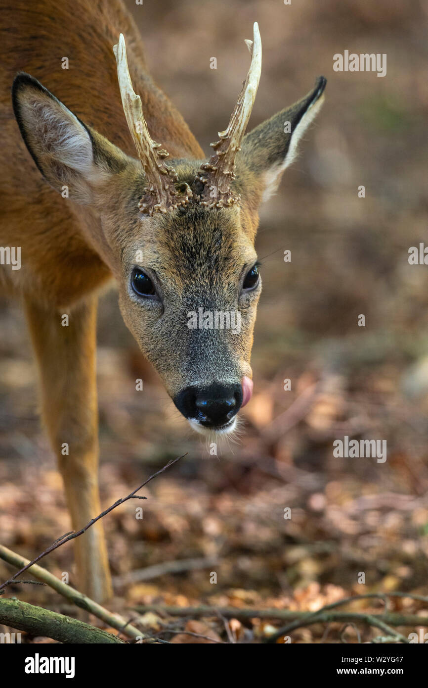 Roe Deer buck, Lower Saxony, Germany, Capreolus capreolus Stock Photo