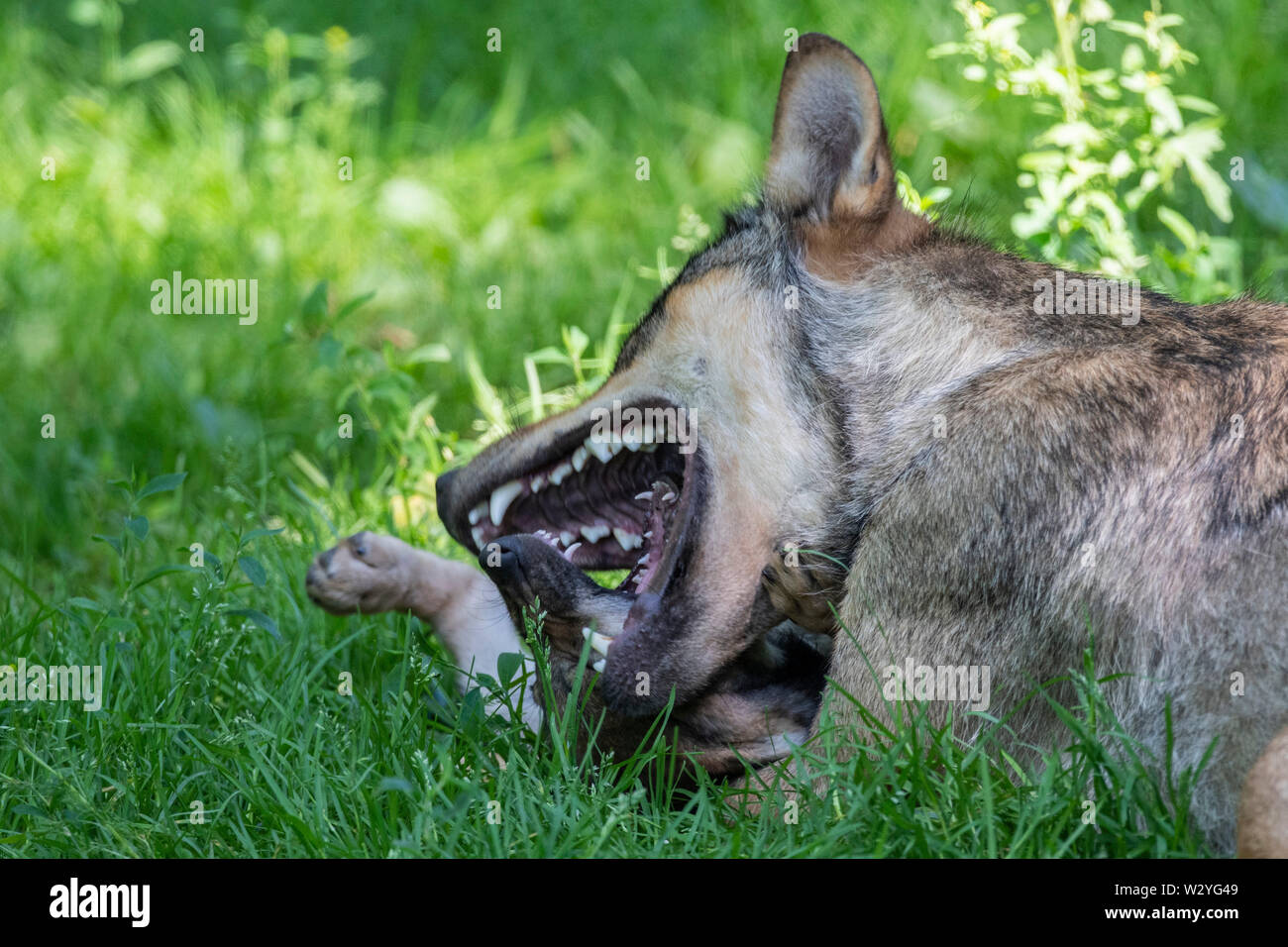 Wolf with cub, Canis lupus Stock Photo