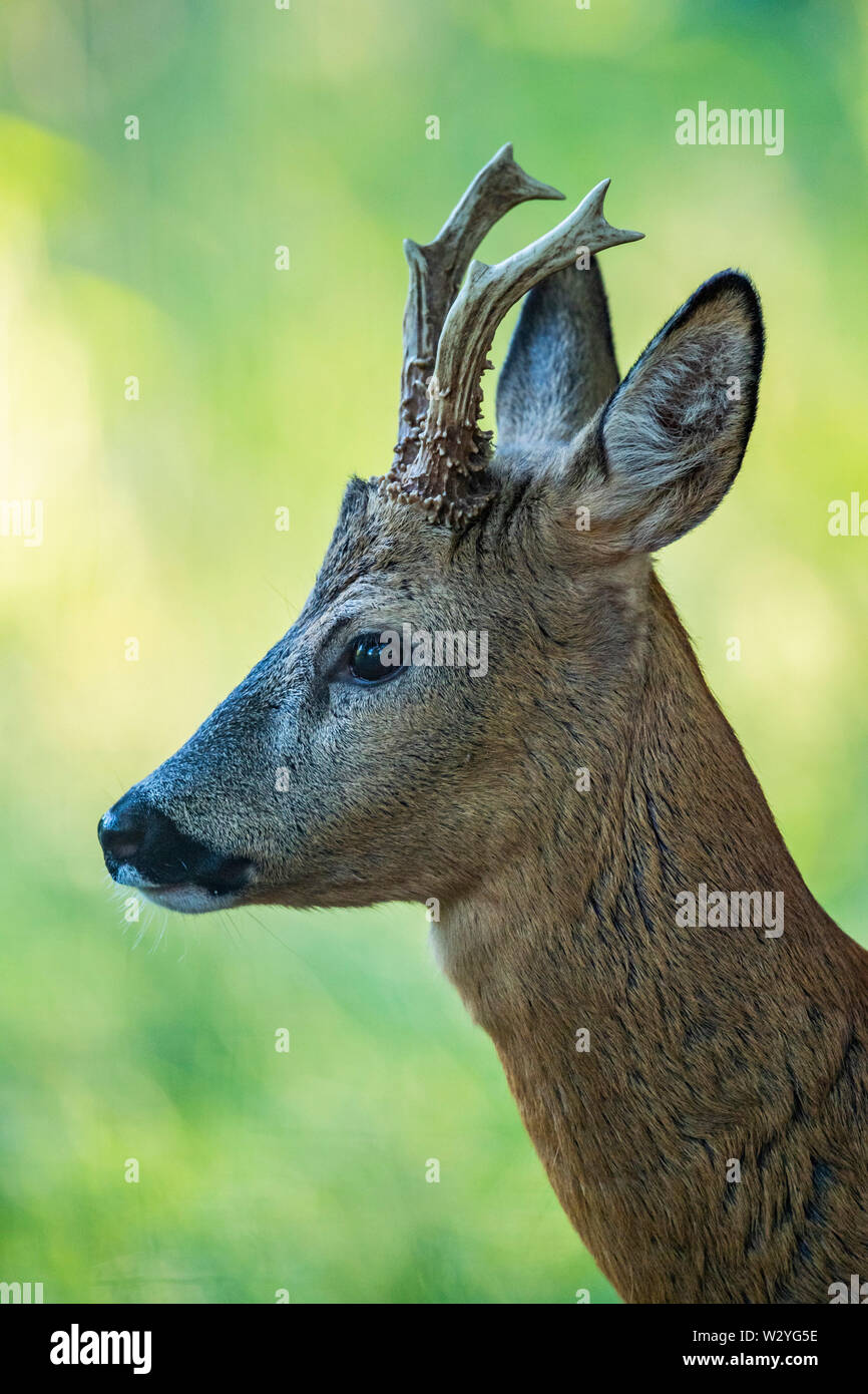 Roe Deer buck, Lower Saxony, Germany, Capreolus capreolus Stock Photo