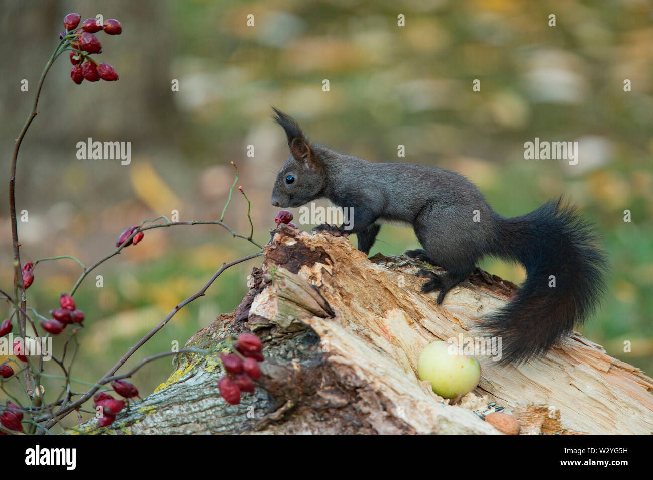 red squirrel, eurasian red squirrel, dark phase, (Sciurus vulgaris) Stock Photo