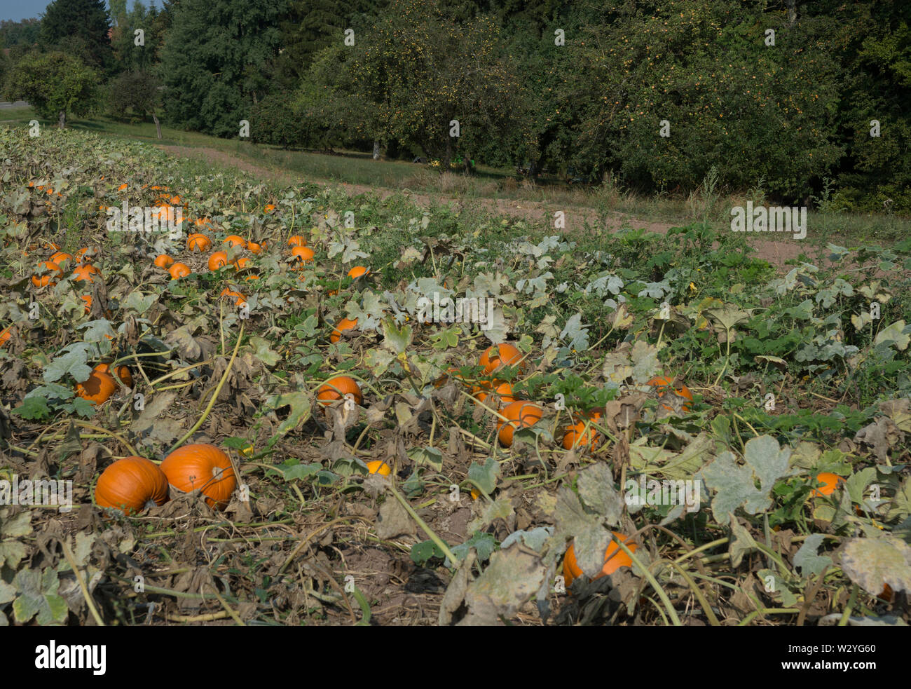 mature pumpkins, mainhardt, hohenlohe region, heilbronn-franconia, baden-wuerttemberg, germany Stock Photo