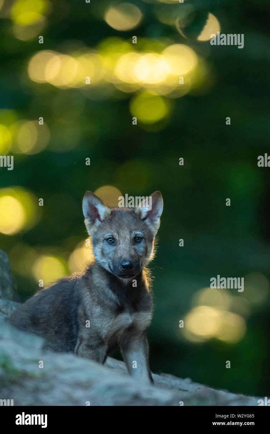 Wolf cub, Canis lupus Stock Photo